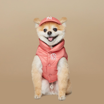 이미지사진